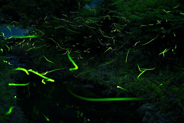 Fireflies in the night forest with exposure