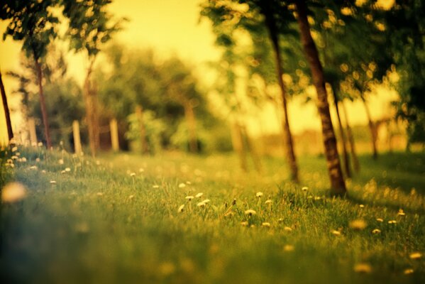 A clearing in the forest with dandelion flowers