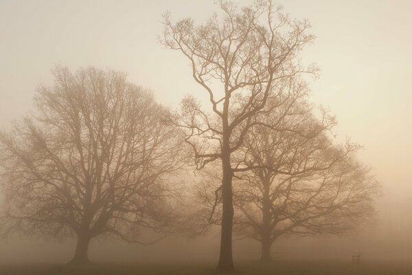 Trees in the fog in the autumn forest