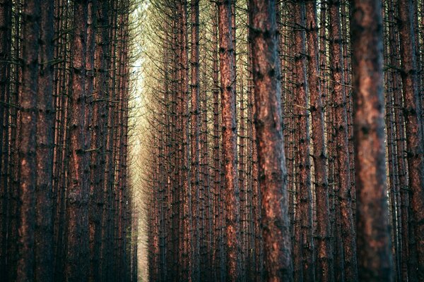 Dicht stehende Bäume im Wald