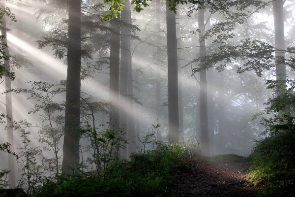 Licht durch den Nebel im Wald