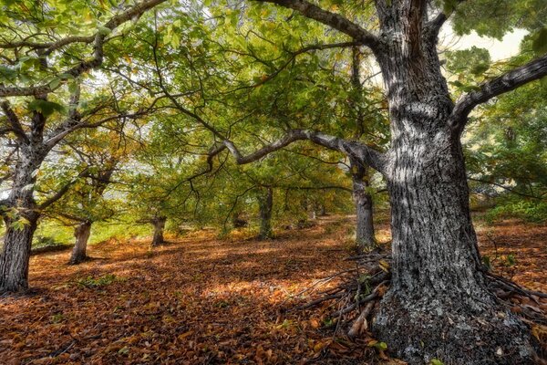 Grüne Bäume im Herbstwald