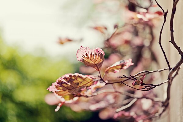 Blurred background. Focus on a tree branch