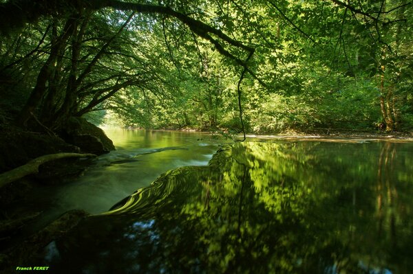 Reflejo de las ramas de los árboles en el agua