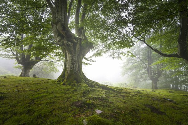 Der britische Wald in seiner Pracht