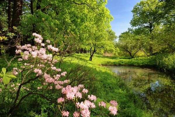 Beautiful trees and flowers in the forest. Sunny forest landscape