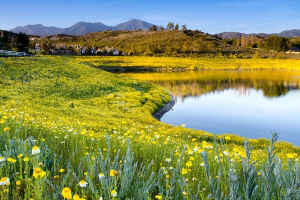 Blumen auf einer Wiese neben einem See mit blauem Himmel