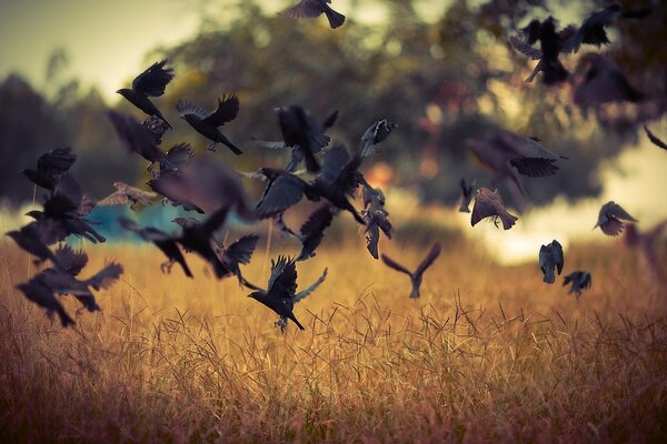 Birds flying over the field in nature