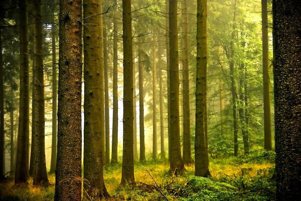 Light shining through the trunks of trees in the forest