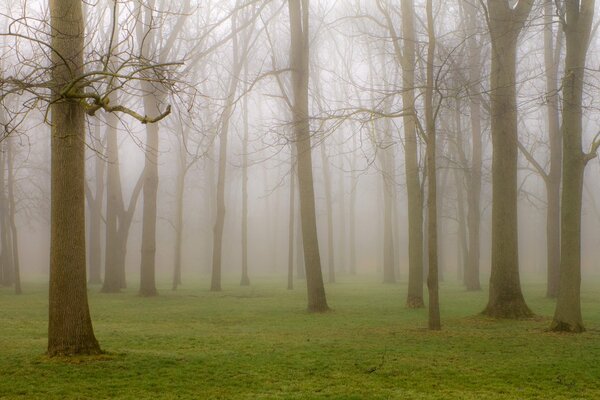 Parco su uno sfondo nebbioso