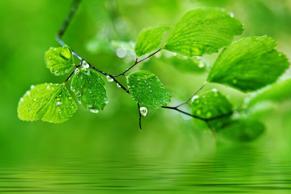 Gouttes sur les feuilles nature macro