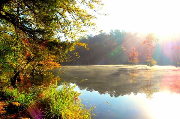 Rayons de soleil sur le lac près de la forêt