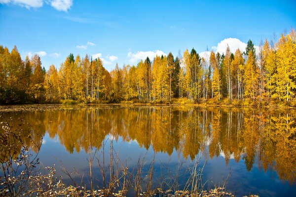 Natura autunnale sulle rive del fiume Ob