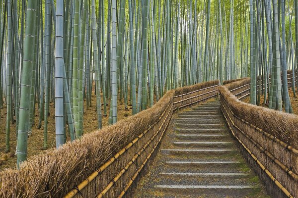 En el camino crece una gran cantidad de bambú en Japón y el líquido sale del interior