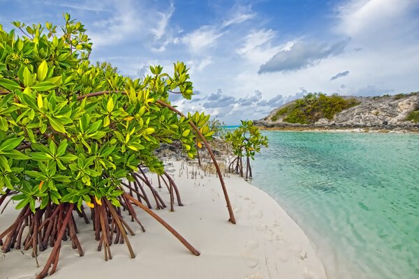 White beach in the Bahamas