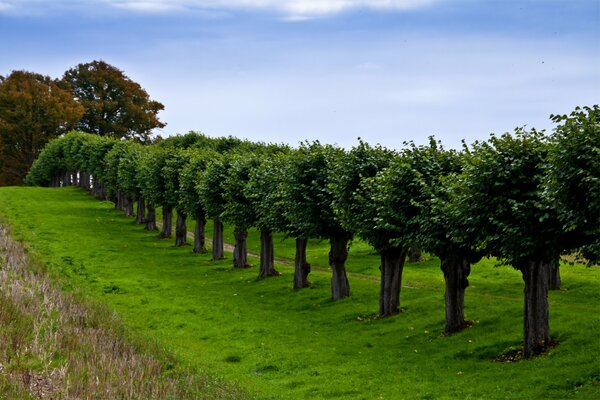 Sentiero, alberi in fila in Germania