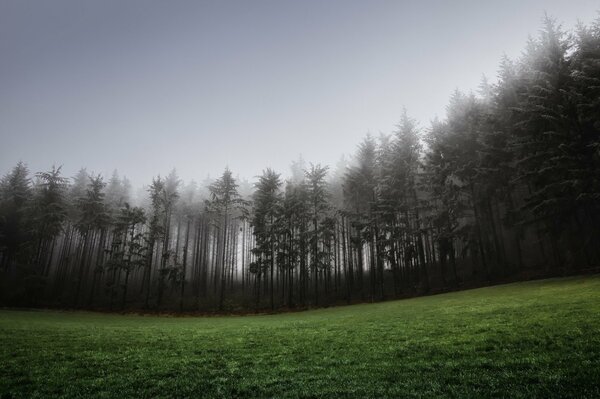 Prato verde e foresta di conifere nella nebbia