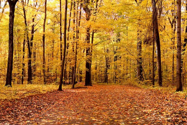 Autumn landscape of leaves in the park