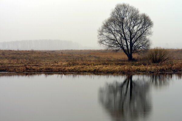 Arbre près de l eau avec réflexion sur fond de nébuleuse