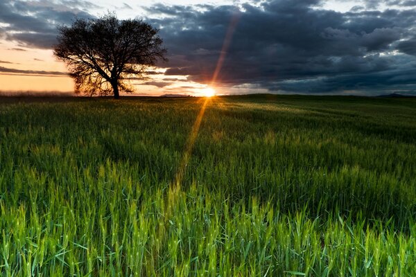 Champ vert dans les rayons du soleil couchant