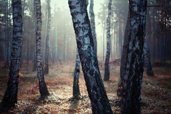 Betulle sullo sfondo della foresta autunnale