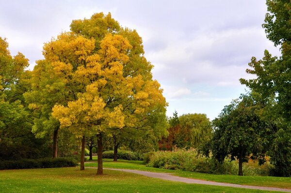 Belleza de otoño en el parque