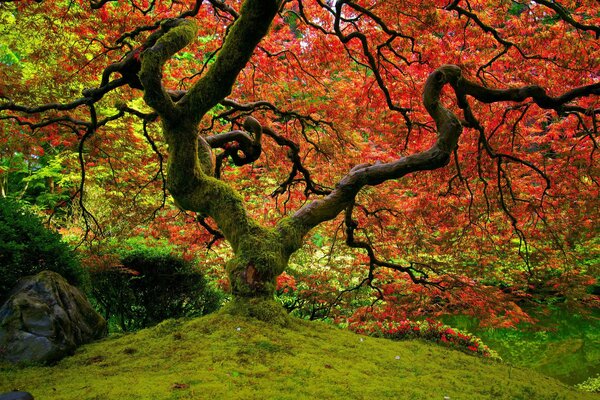 Amazingly beautiful Japanese garden