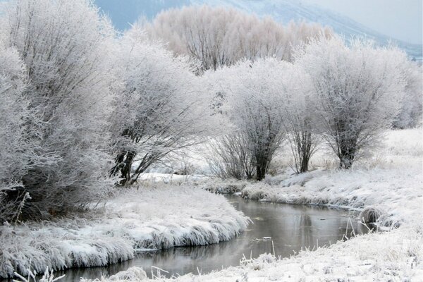 Ruscello sotto la montagna tra gli alberi innevati