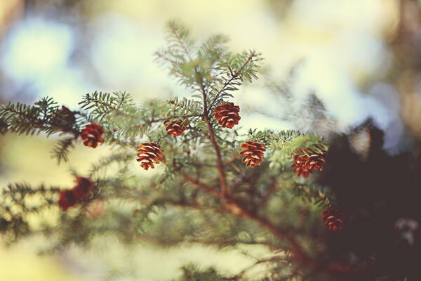 Forest needles and small cones