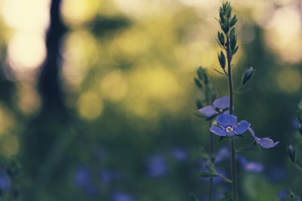 Fleur de printemps bleu à l ombre