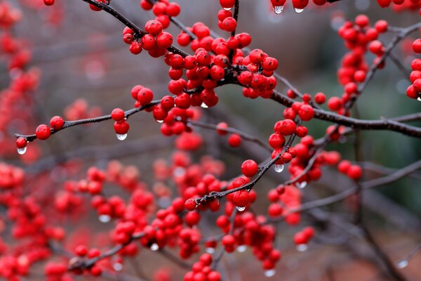 Red mountain ash berries in the rain