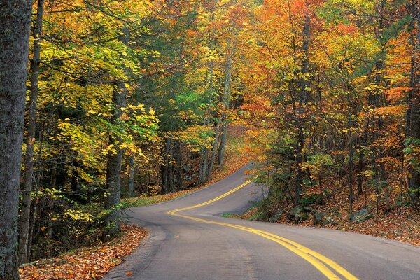 Long autumn track