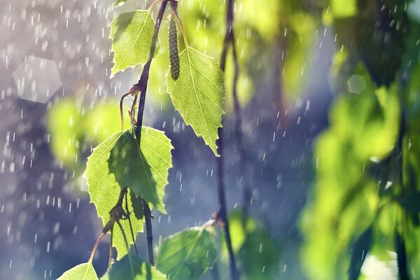 Hojas ramas lluvia gotas