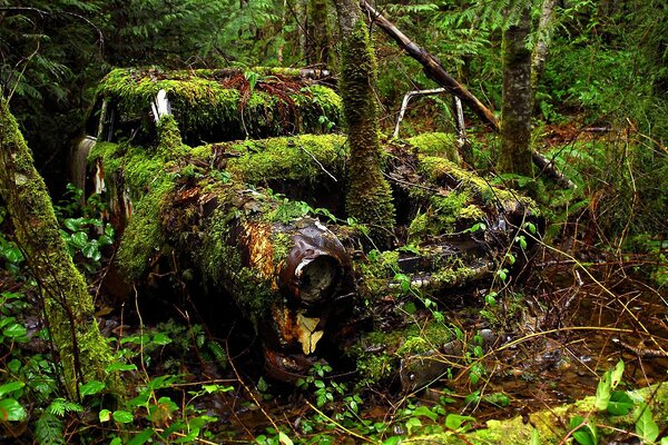 The old car is overgrown in the forest