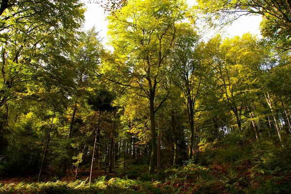 Bosque de otoño en un día soleado