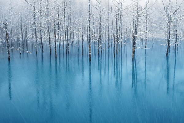 Arbres dans l eau brumeuse