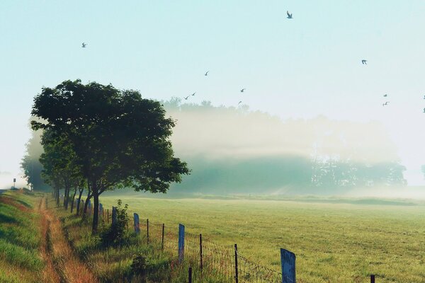 Foggy morning. The road along the fence