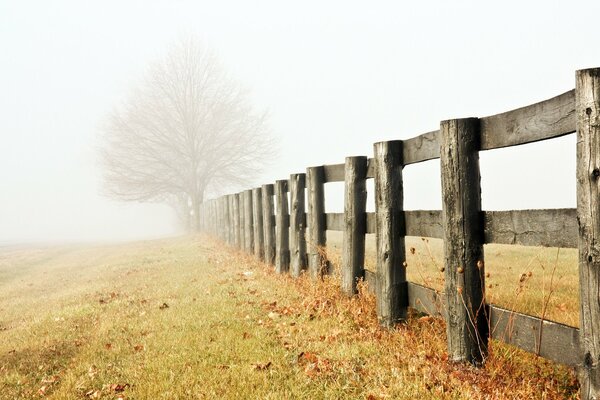 Albero solitario al recinto nella nebbia