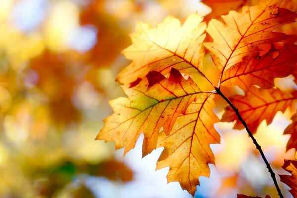 Helle Blätter des Herbstbaums