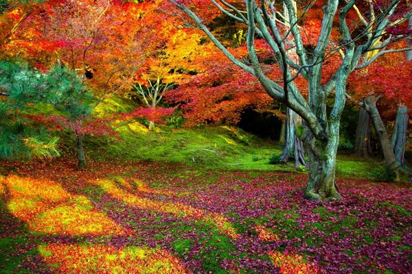 Forêt d automne lumineux, les arbres jouent des couleurs. Feuilles rouges chic