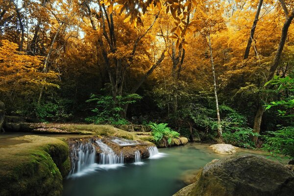 Grüne Paparatniki im goldenen Herbstwald