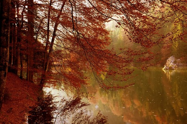 Albero con foglie ingiallite vicino al fiume