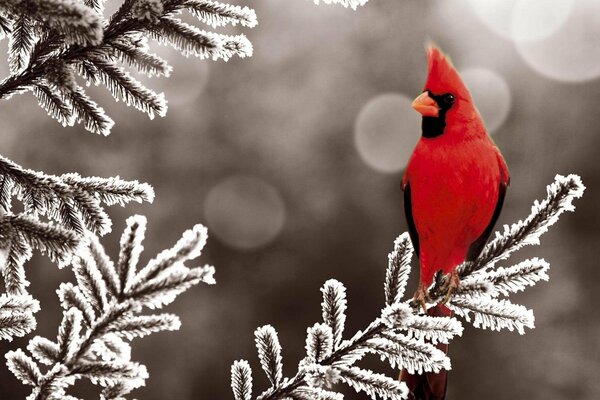 A red bird on a winter branch