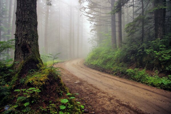 Waldweg im Nebel verschwunden