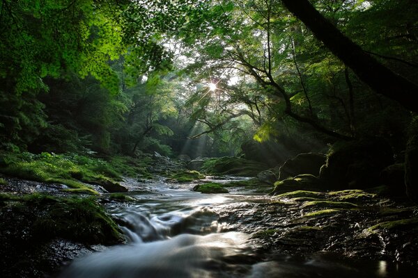 Ein kühler Waldbach in der Sonne