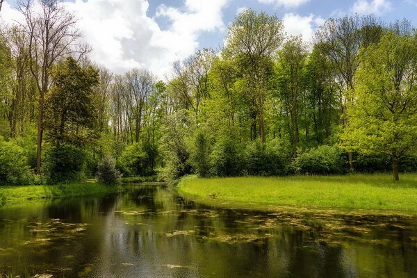 Wald Fluss Sommertag