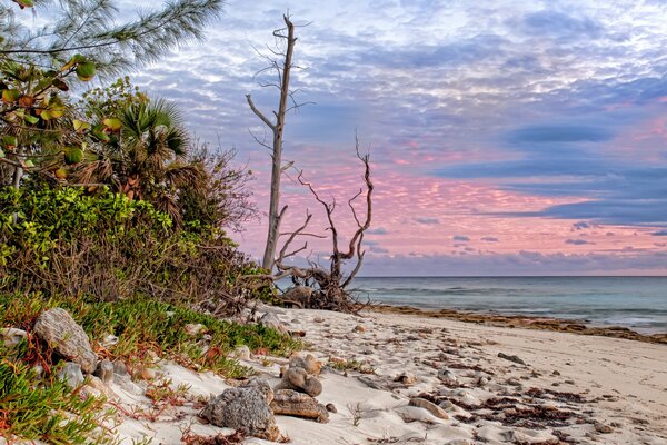 Dry trees on the seashore