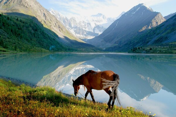 Braunes Pferd auf dem Hintergrund der Berge und des Sees