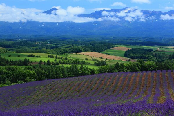 Campos de lavanda a vista de pájaro