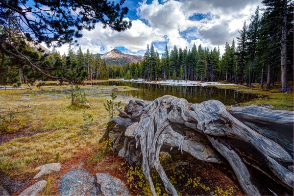 A huge dried snag by the lake